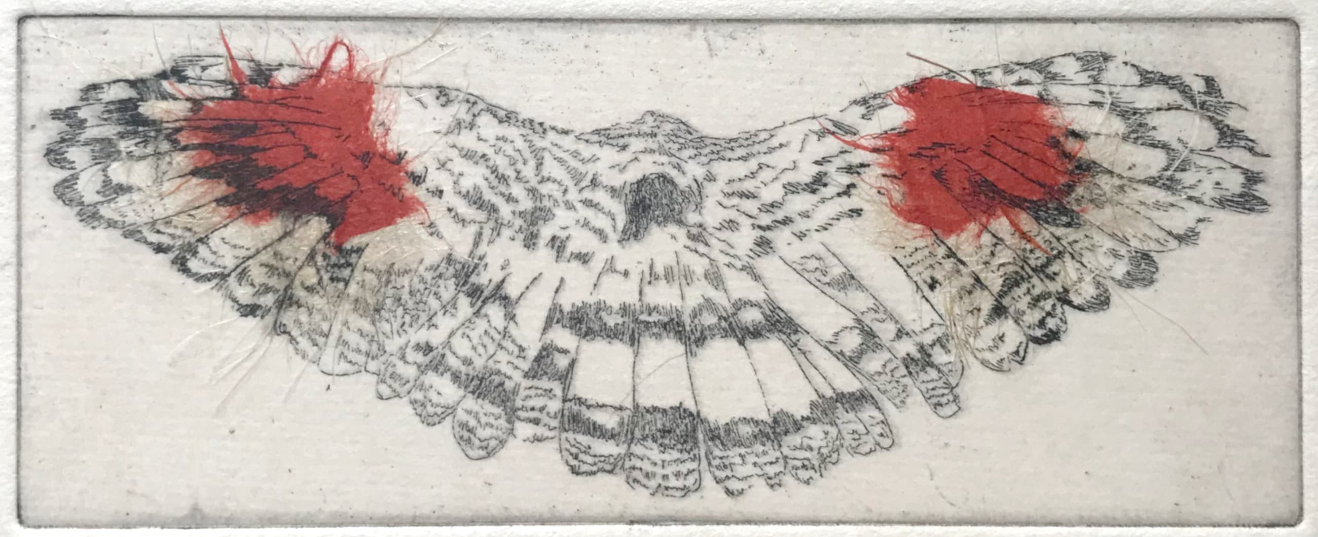 Etching of sunbittern