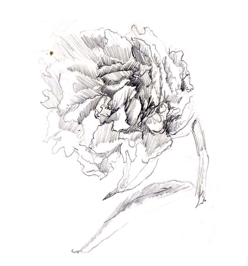 Sketch of peony
