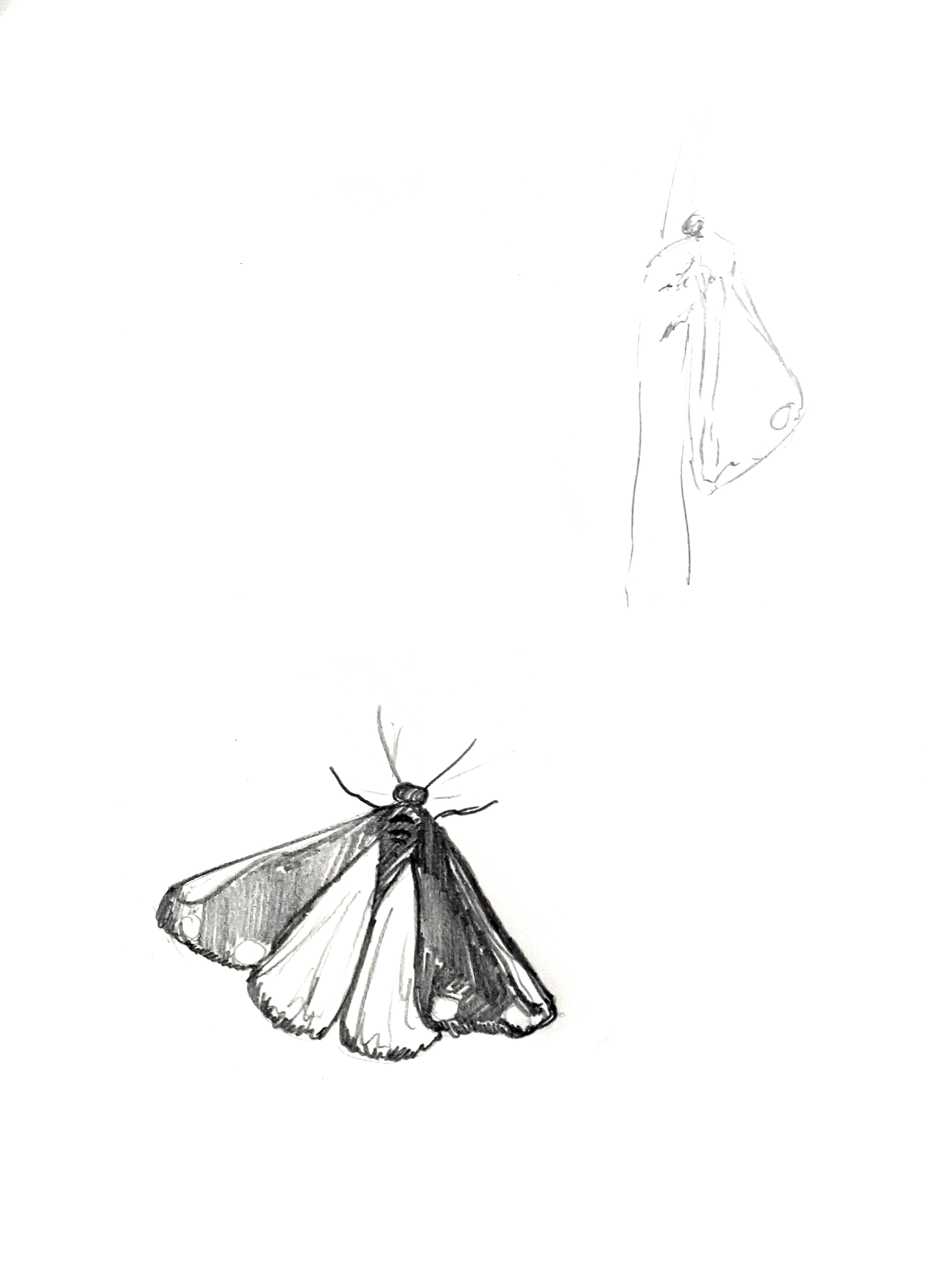 Sketch of moths